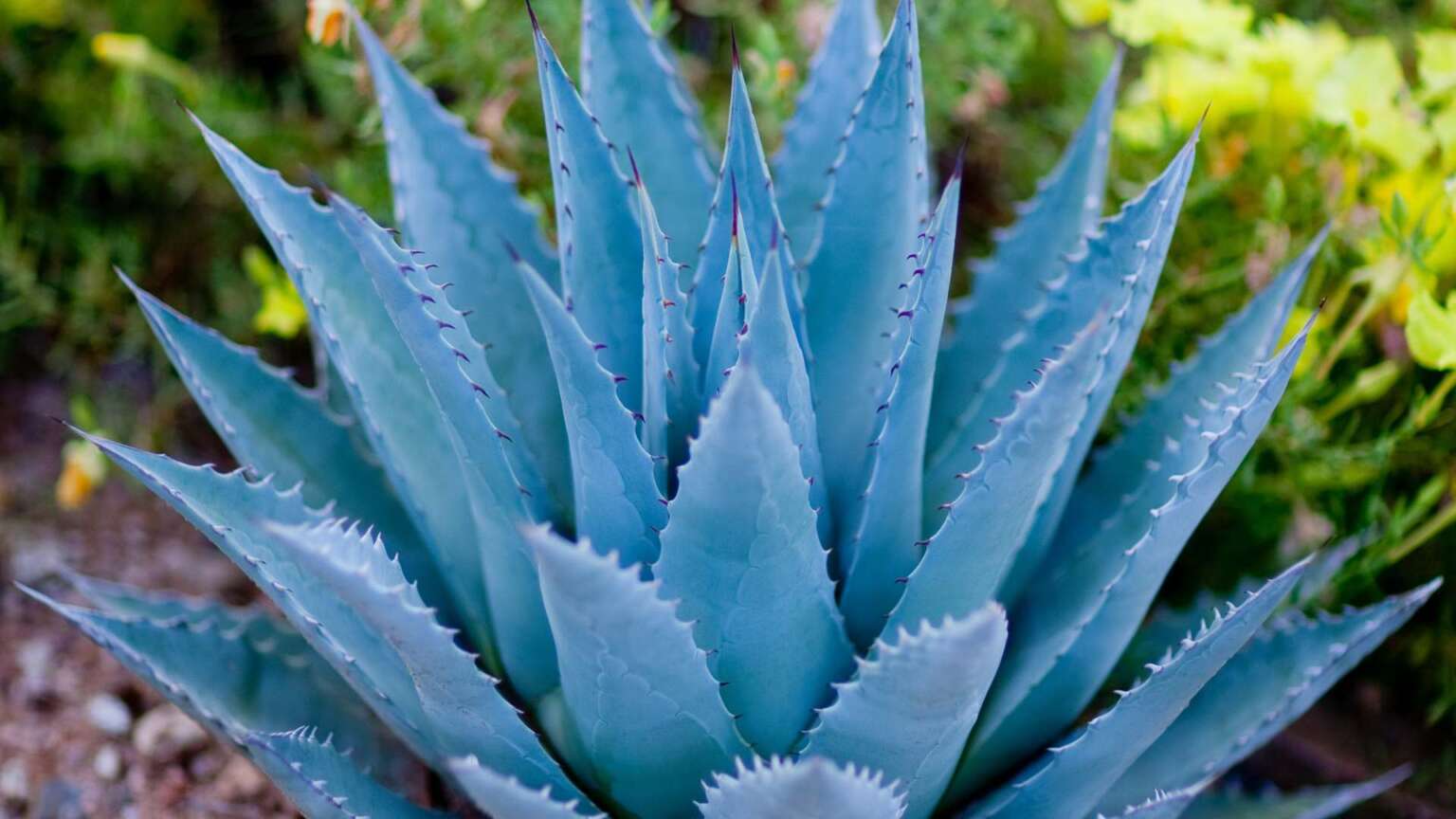 Agave Inulin Powder: A Sweet and Healthful Revelation